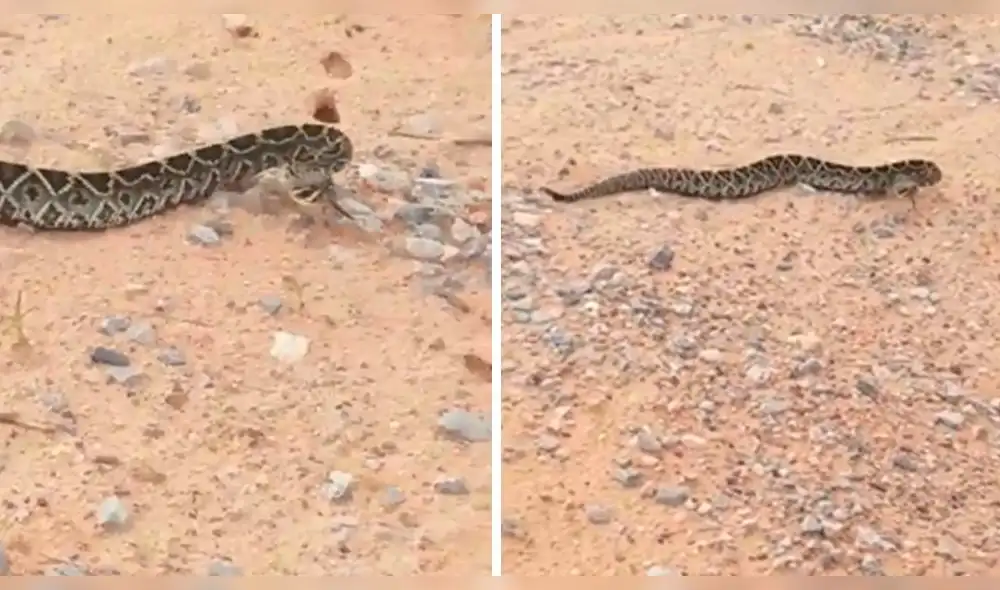 YouTube: serpiente cascabel se movía de forma peculiar y muchacha lo grabó todo