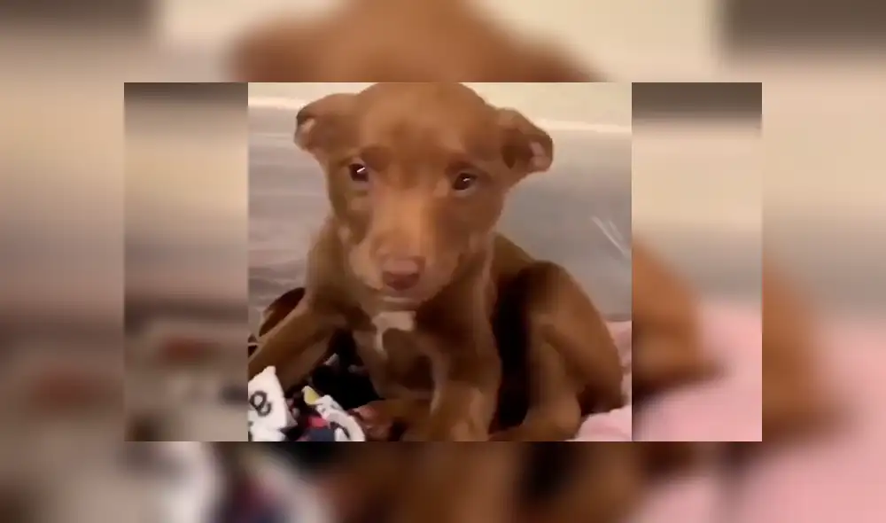 Vía Facebook: tierno cachorro 'sonrie' al saber que será adoptado y tendrá nueva familia [VIDEO] 