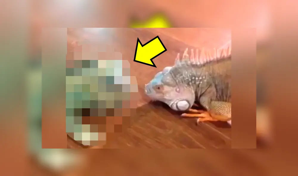 Facebook viral: Iguana se confunde de rival y lo somete a duros golpes; desenlace es cómico [VIDEO] 