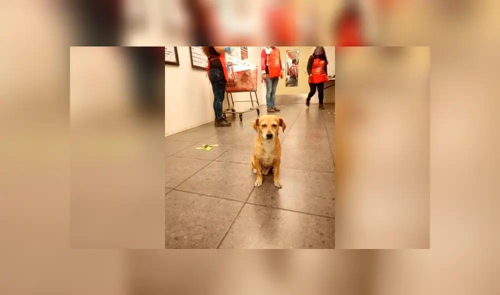 Desliza las imágenes hacia la izquierda para conocer la tierna historia de un perro bautizado como Silicon. Foto: Elemental Oaxaca. Desliza las imágenes hacia la izquierda para conocer la tierna historia de un perro bautizado como Silicon. Foto: Elemental Oaxaca.