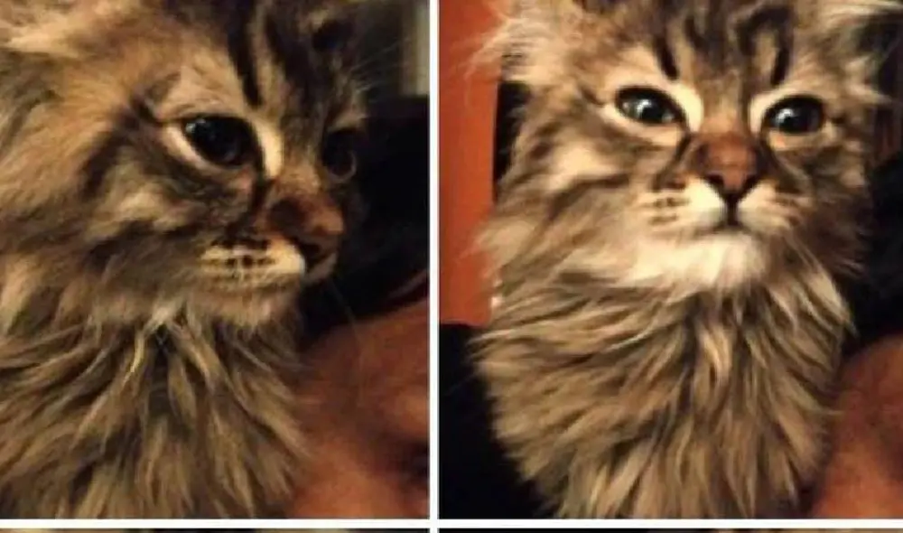 Lee fue adoptado en Cusco pero podría ser sacrificado en Bélgica. Foto: Facebook