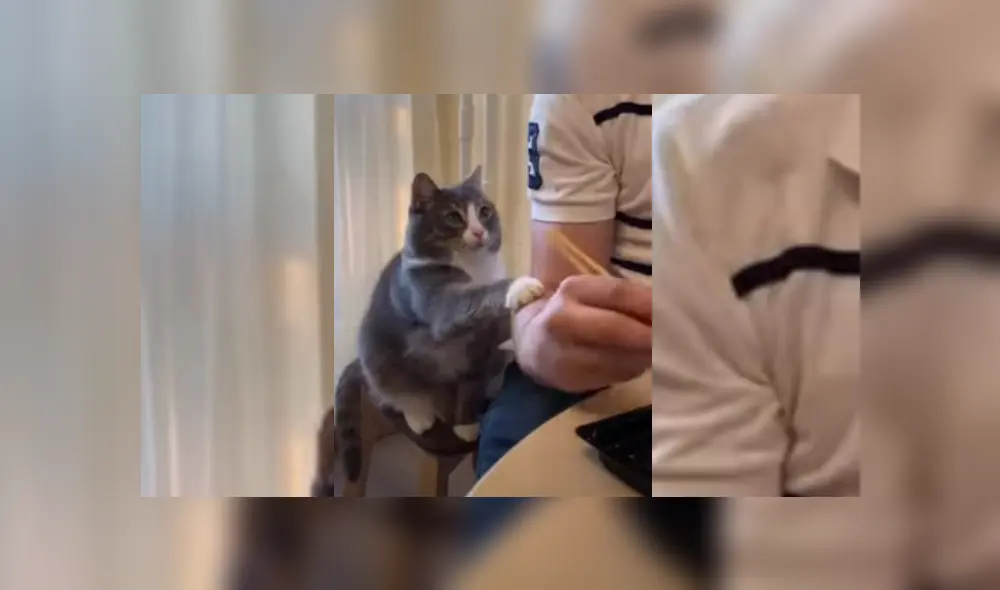 Video es viral en TikTok. El felino no soportó ver a su dueño comiendo frente a él y trató de llamar su atención para que le invitara un poco. Fotocaptura: YouTube