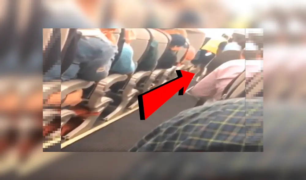 Menudo animal tiene la autorización de viajar junto a los pasajeros en avión y causa furor [VIDEO]