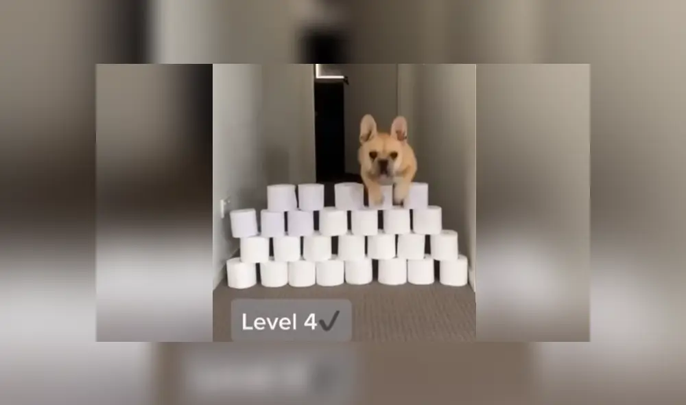 A través de YouTube se hizo viral el curioso reto al que un joven sometió a su perro.