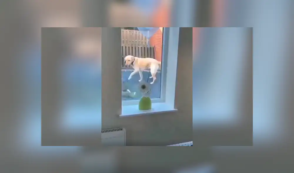 Desliza las imágenes para descubrir la travesura que cometieron un perro junto a un niño en la ausencia de su dueña. Desliza las imágenes para descubrir la travesura que cometieron un perro junto a un niño en la ausencia de su dueña.