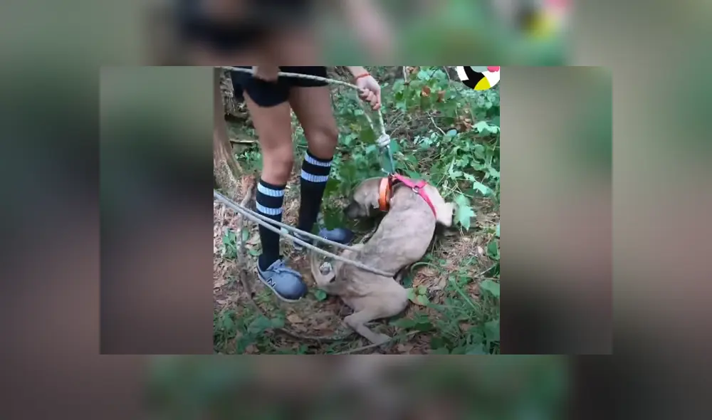 Una perrita fue encontrada atrapada en un cueva y un grupo de rescatistas le salvó la vida. Foto: Facebook.