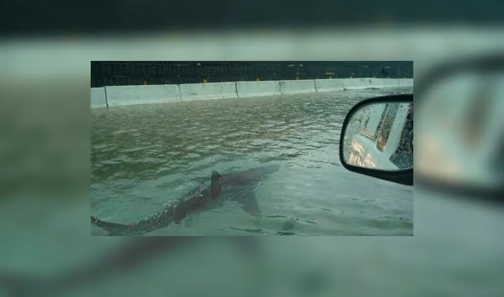 Twitter: La verdad de la foto del tiburón en una carretera inundada de EE.UU.
