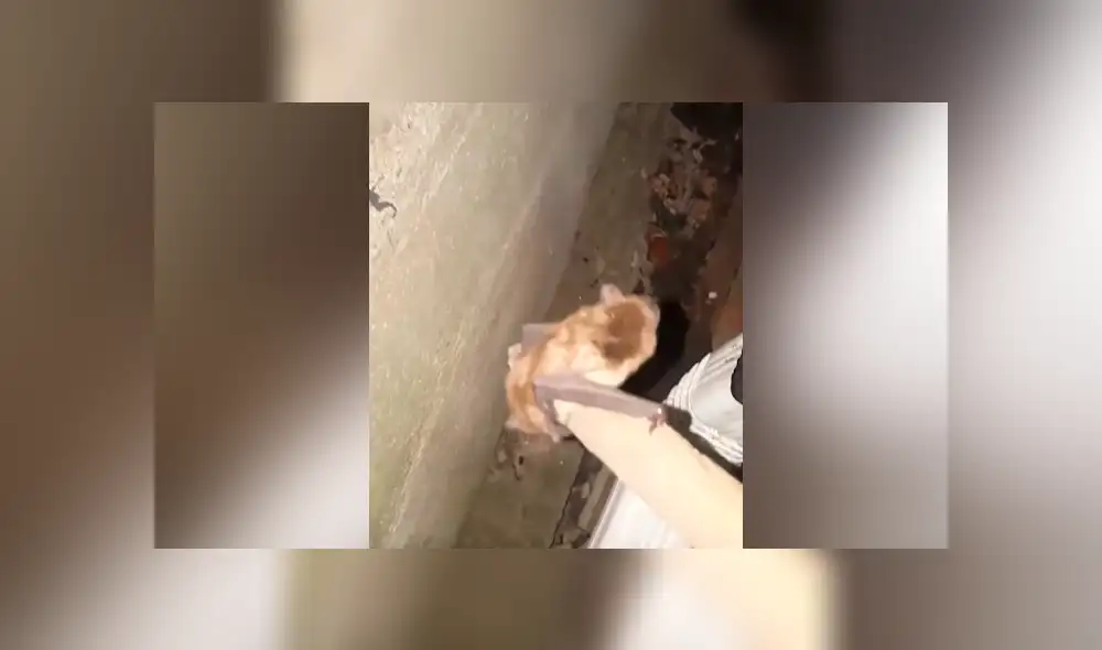 YouTube viral: escucha extraños ruidos en tubería, se asoma y descubre un extraño ‘visitante’ que genera ternura en miles YouTube viral: escucha extraños ruidos en tubería, se asoma y descubre un extraño ‘visitante’ que genera ternura en miles