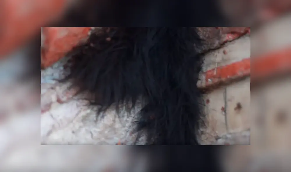 YouTube viral: Encuentra extraña bola de pelos, pero queda perplejo al ver cientos de peligrosas criaturas [VIDEO] 