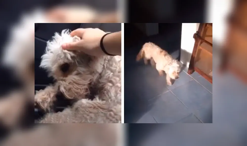 Desliza las imágenes para conocer la conmovedora historia de un perro que recibió ayuda tras ser atropellado. Fotocaptura: Facebook. Desliza las imágenes para conocer la conmovedora historia de un perro que recibió ayuda tras ser atropellado. Fotocaptura: Facebook.