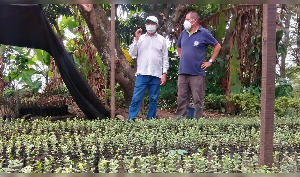 Gobernador de San Martín supervisó vivero forestal Gobernador de San Martín supervisó vivero forestal