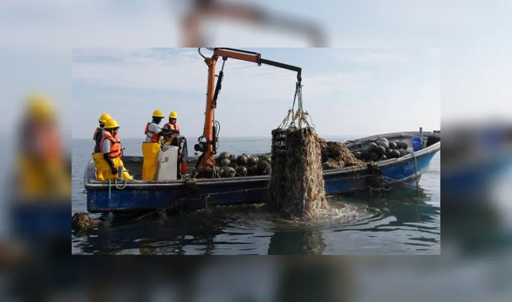 Callao: Comienza reevaluación sanitaria de áreas de producción de moluscos 
