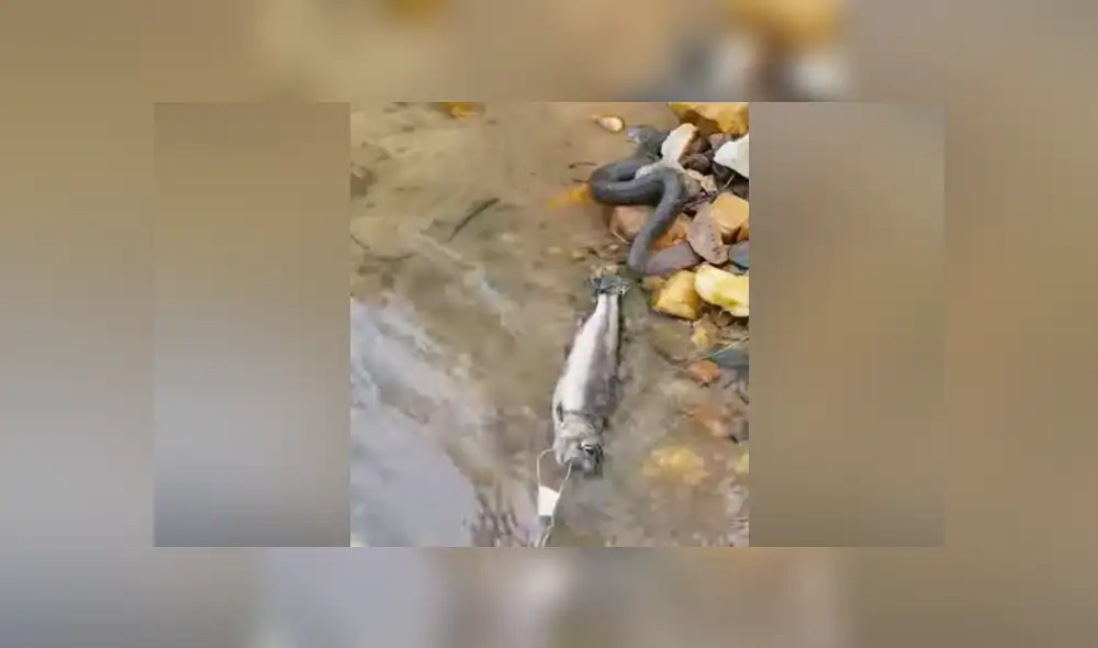 YouTube viral: serpiente pelea con pescador para quedarse con su presa y sucede lo insólito [VIDEO] 