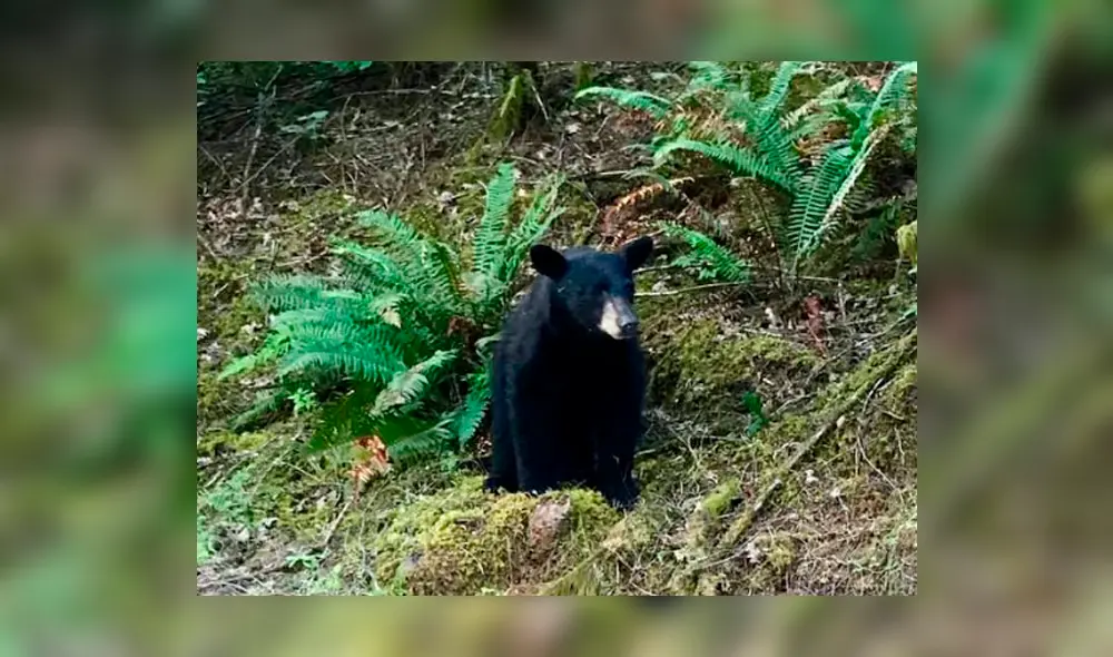 Oso negro fue sacrificado porque era muy amigable con los humanos. Foto: Facebook de Washington County Sheriff's Office