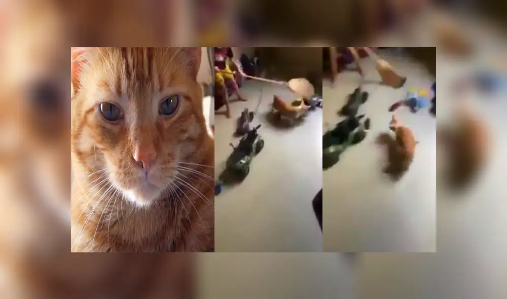 En Facebook: su gato a cazó rata y su dramática reacción se viraliza [VIDEO]