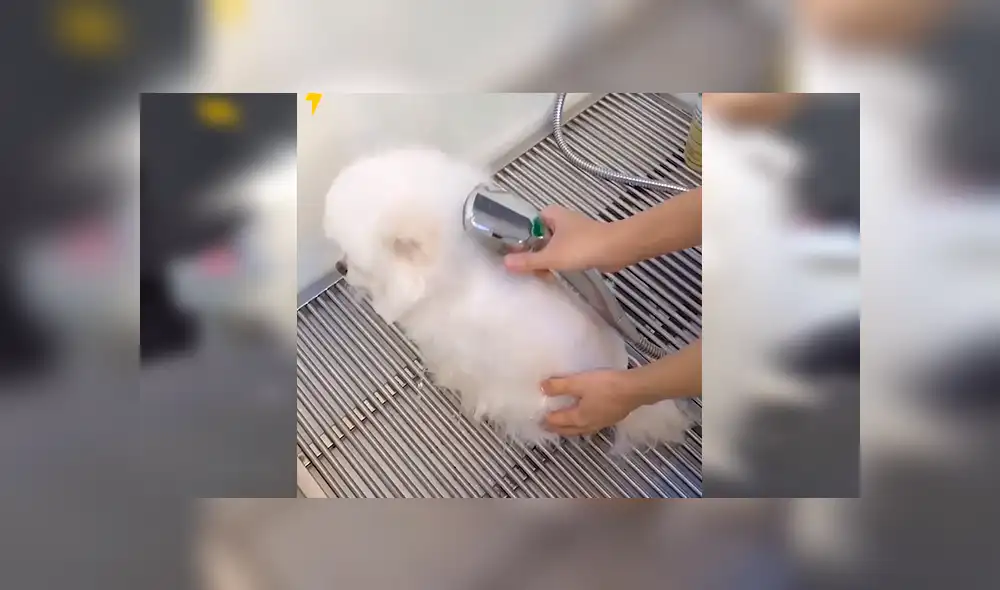 En Facebook, un perro fue sometido a un radical cambio y el resultado sorprendió a su dueño. En Facebook, un perro fue sometido a un radical cambio y el resultado sorprendió a su dueño.