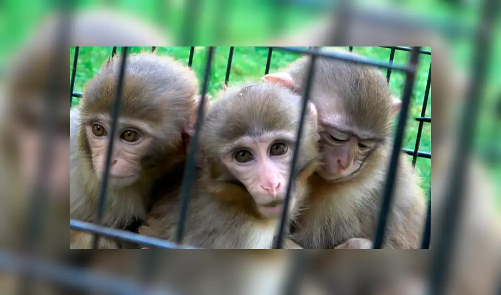 Los veterinarios señalaron que los monos cuidan de su hermano: lo alimentan y nunca lo dejan solo. (Foto: Daily Sabah)