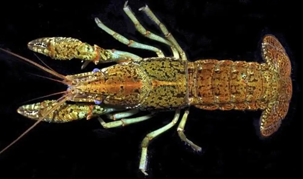 Ejemplar de el cangrejo 'mutante' localizado en Estados Unidos. Foto: CABI