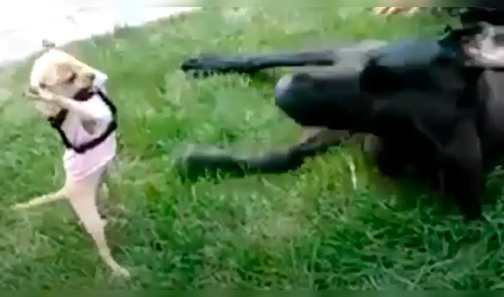 Facebook: Chihuahua se enfrenta a Gran Danés y la escalofriante escena te asombrará [VIDEO] 