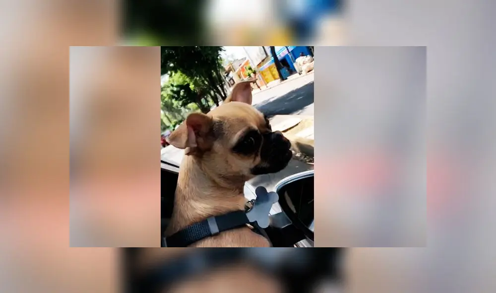Desliza las fotografías para descubrir la verdadera raza de este presunto perro pug. Foto: Dashito el perro/TikTok Desliza las fotografías para descubrir la verdadera raza de este presunto perro pug. Foto: Dashito el perro/TikTok