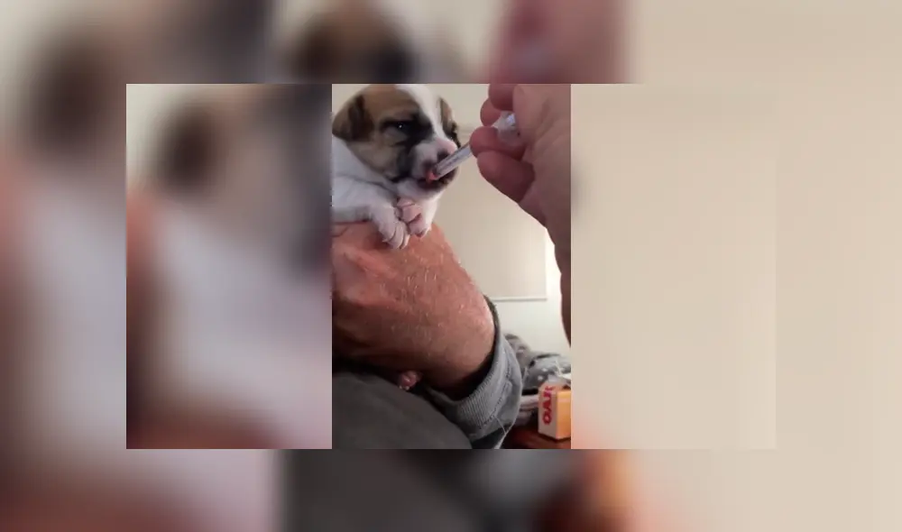 Cachorro ingiere medicina por primera vez y tiene inesperada reacción que enternece a miles