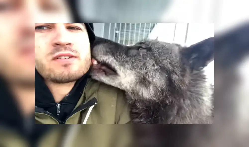 YouTube viral: chico busca tomarse selfie con enorme lobo negro y este reacciona así [VIDEO]