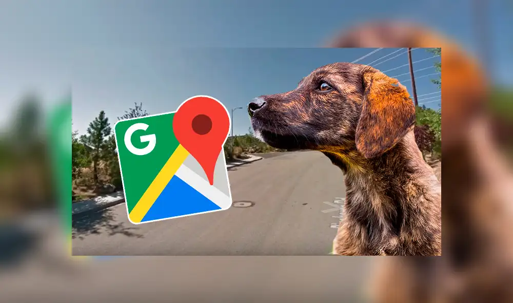 Google Maps: Dos perros fueron captados en el momento en que casi tumban a ciclista [VIDEO]