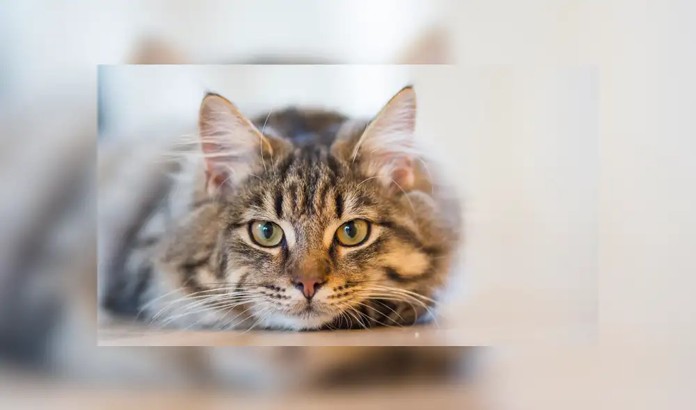 Día internacional del Gato Día internacional del Gato