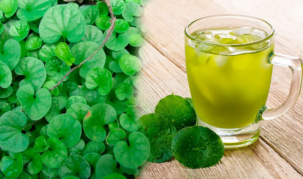 La lochita o centella asiática ha sido usada por cientos de años como medicina tradicional. Foto: composición LR / Charles Darwin Foundation / Twinings Australia