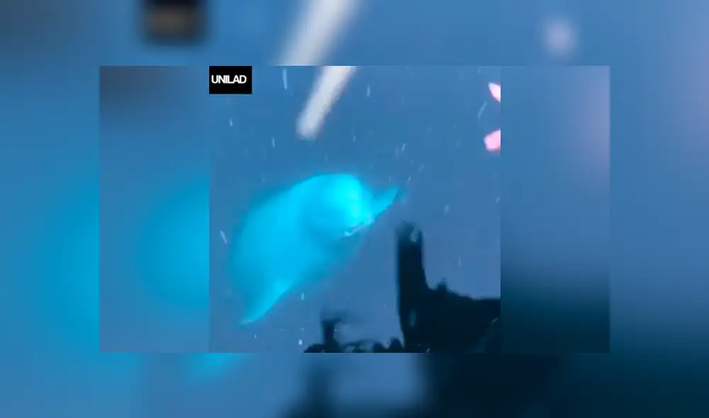 YouTube viral: Mujer deja caer su objeto más valioso al mar y enorme criatura se lo devuelve [VIDEO] 