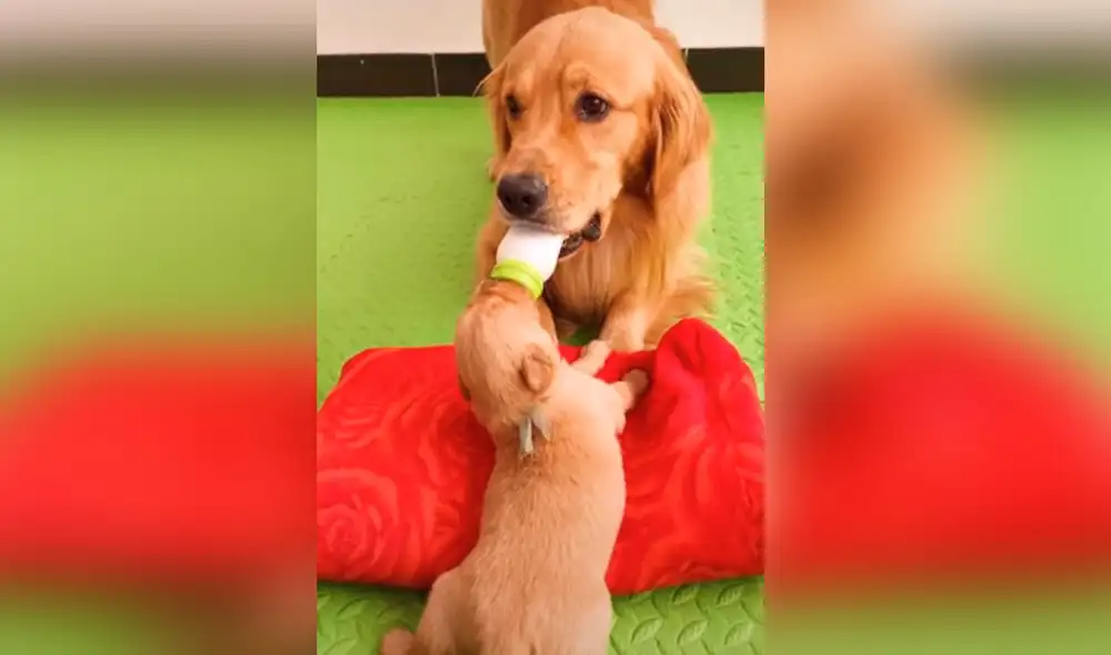 Desliza hacia la izquierda para ver más imágenes de esta conmovedora escena. Foto: captura de TikTok Desliza hacia la izquierda para ver más imágenes de esta conmovedora escena. Foto: captura de TikTok