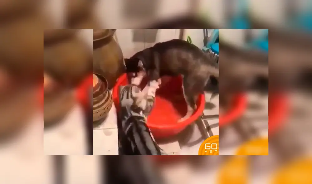 En Facebook, un perro fue captado en el momento que realizaba una travesura y obtuvo el ‘regaño’ de una gata’. En Facebook, un perro fue captado en el momento que realizaba una travesura y obtuvo el ‘regaño’ de una gata’.