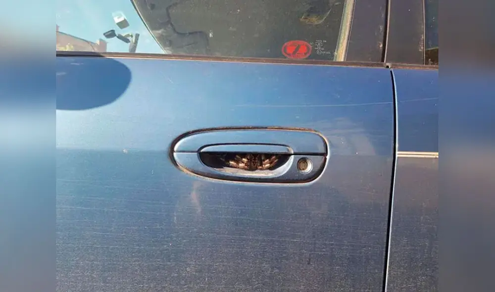 Desliza las imágenes para observar al gigantesco arácnido que se camufló por días en la puerta del auto de una mujer. Foto: Facebook Desliza las imágenes para observar al gigantesco arácnido que se camufló por días en la puerta del auto de una mujer. Foto: Facebook