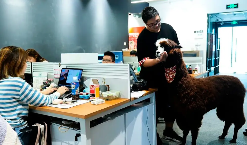 Tuo Baiwan, es el ejemplar fruto de la mezcla entre llama y alpaca. Foto: Captura / Ruptly