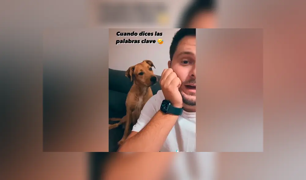 Desliza las imágenes para ver la curiosa reacción de este can al escuchar su ‘palabra favorita’. Fotocapturas: Javi Escudero/TikTok