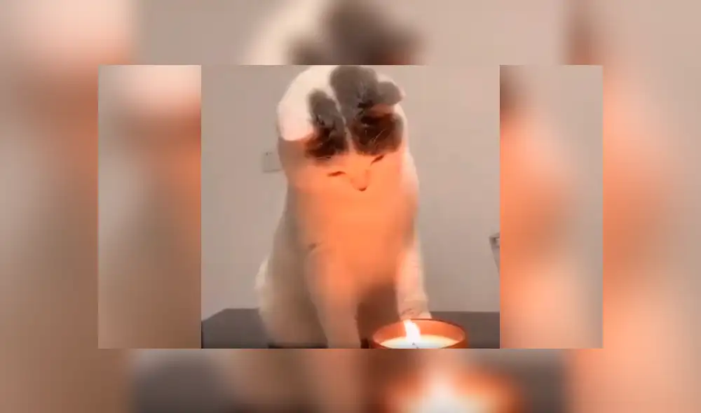 Desliza las imágenes hacia la izquierda para apreciar la destreza de un gato para apagar una vela con su pata. Foto: Captura. Desliza las imágenes hacia la izquierda para apreciar la destreza de un gato para apagar una vela con su pata. Foto: Captura.