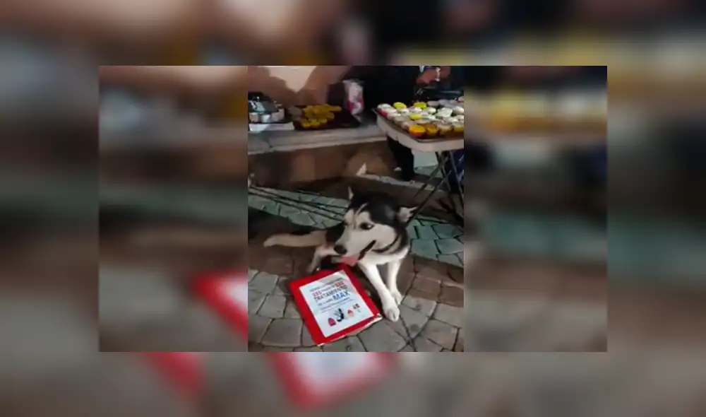 En Facebook, una joven decidió vender varios productos para ayudar a su mascota que tiene bolas en el cuerpo. En Facebook, una joven decidió vender varios productos para ayudar a su mascota que tiene bolas en el cuerpo.
