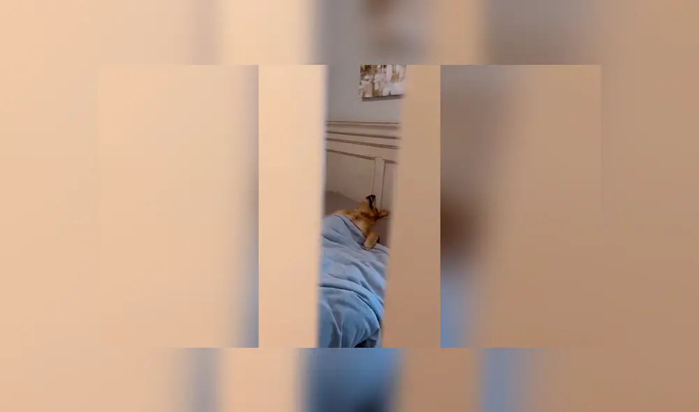 Desliza las imágenes para apreciar la travesura de un perro al aprovechar la ausencia de su dueño en casa. Foto: Captura.