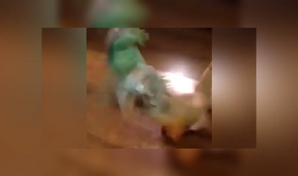 Facebook viral: Iguana se confunde de rival y lo somete a duros golpes; desenlace es cómico [VIDEO] 