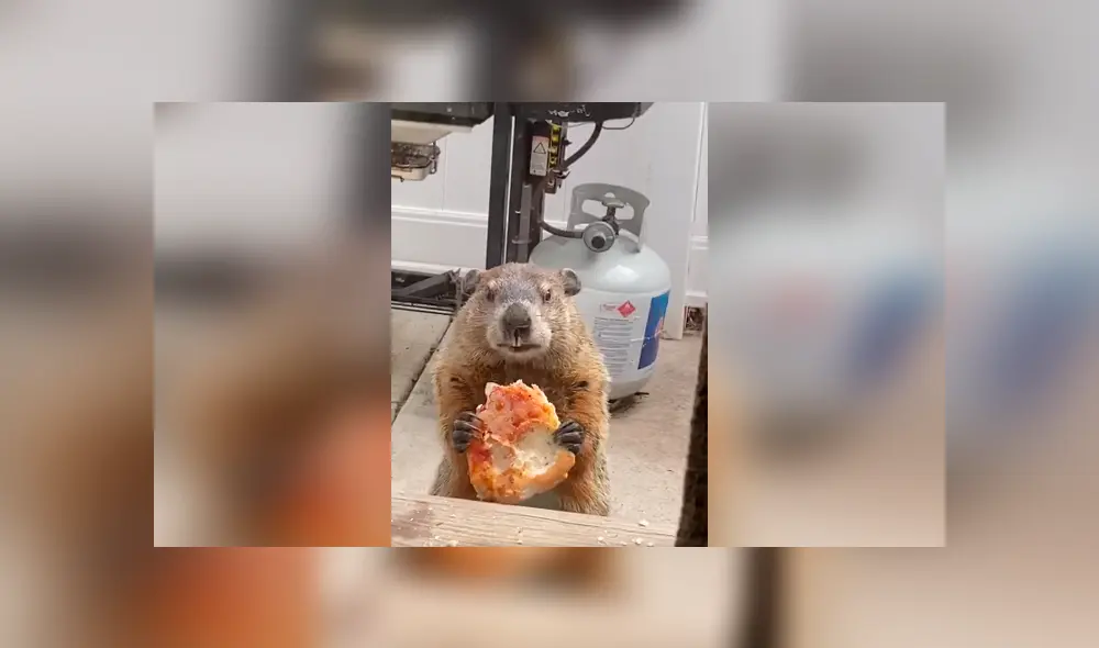Desliza las imágenes para conocer el singular delito que cometió una marmota tras invadir una casa. Desliza las imágenes para conocer el singular delito que cometió una marmota tras invadir una casa.