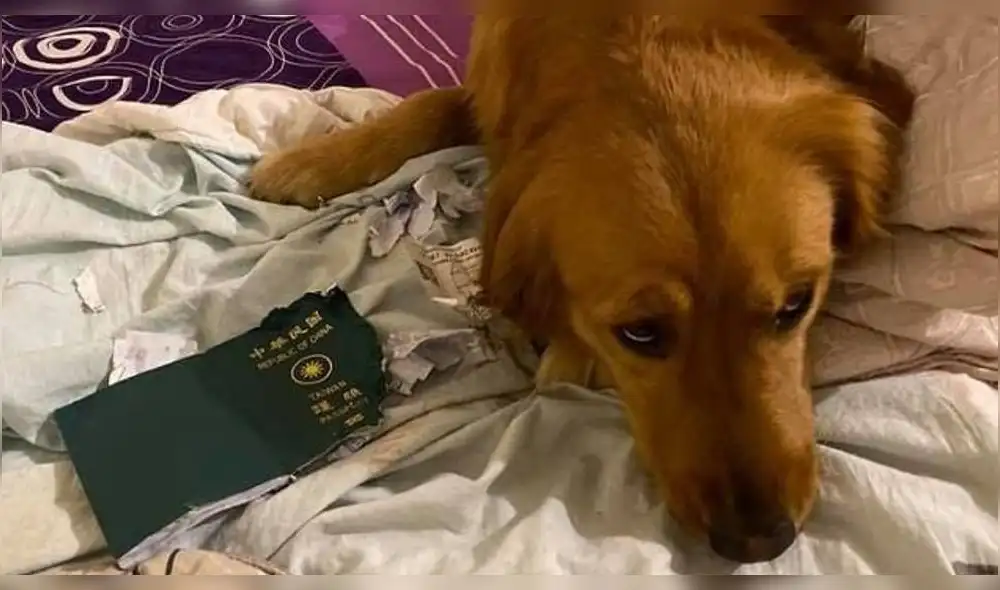 Las tiernas fotografías fueron compartidas en Facebook por la dueña del can. (Foto: Facebook)