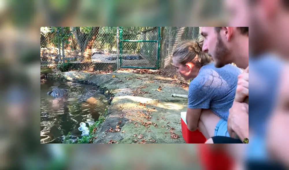 Desliza hacia la izquierda para ver lo que pasó con los jóvenes que ingresaron a un recinto de cocodrilos y se volvió viral en YouTube.