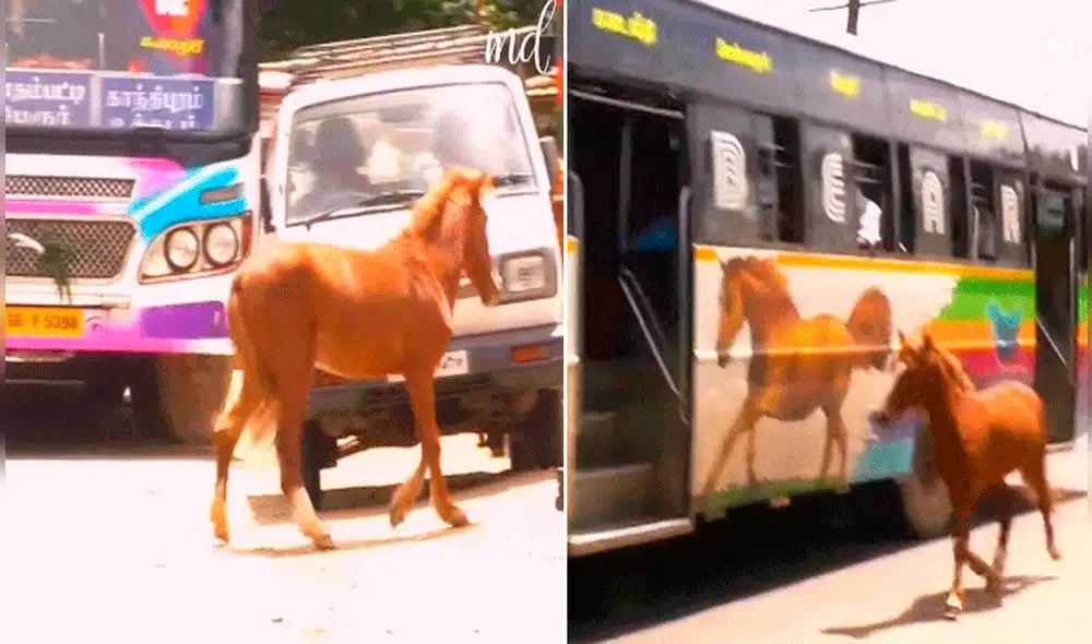 El video conmovió los corazones de miles de usuarios en redes sociales. Foto: composición de LR/captura de Facebook/@Metdaananimals
