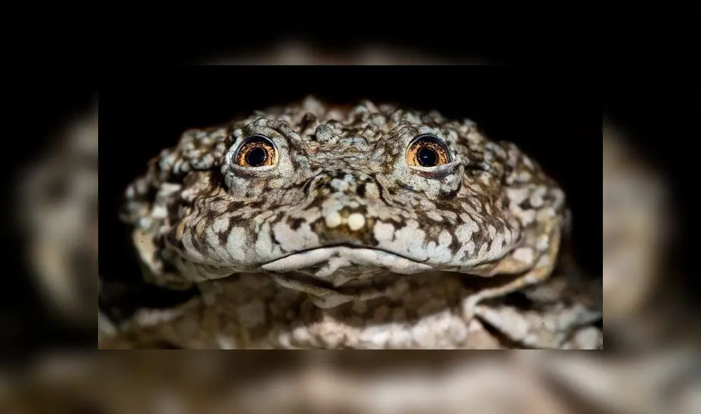 Rana gigante del titicaca. Foto: D. Alarcón. Rana gigante del titicaca. Foto: D. Alarcón.