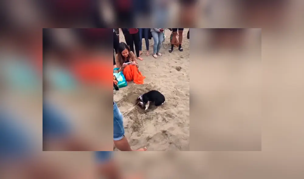 Desliza las imágenes hacia la izquierda para conocer el susto que se llevaron unos jóvenes al descubrir a un perro en la arena.