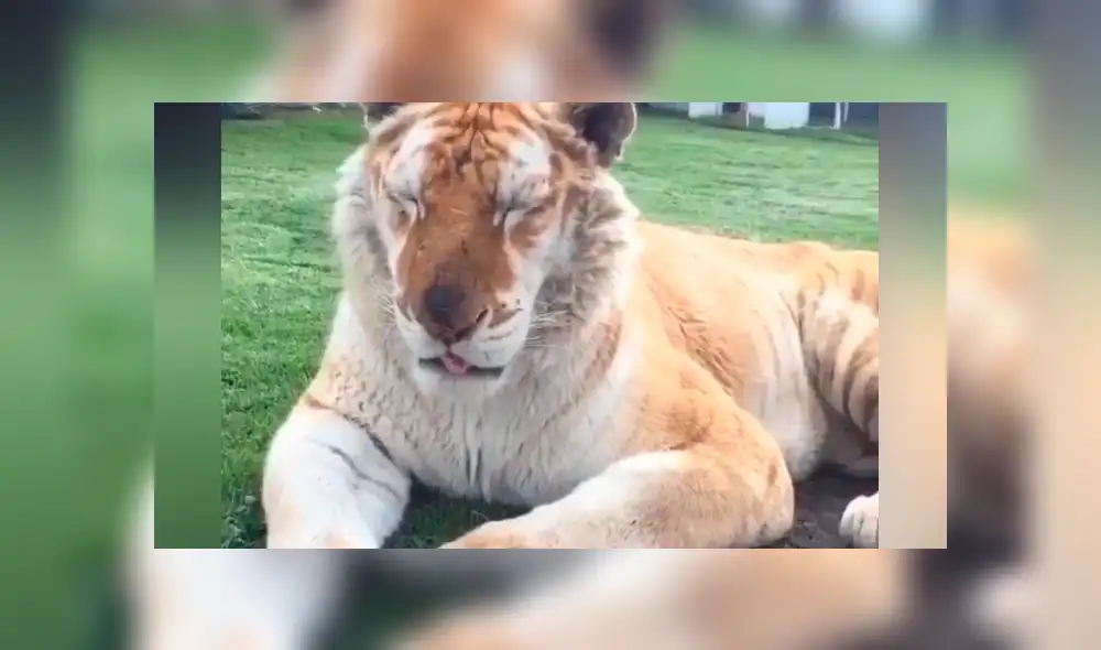 Un video viral de YouTube registró el encuentro de un hombre con un feroz tigre. Un video viral de YouTube registró el encuentro de un hombre con un feroz tigre.