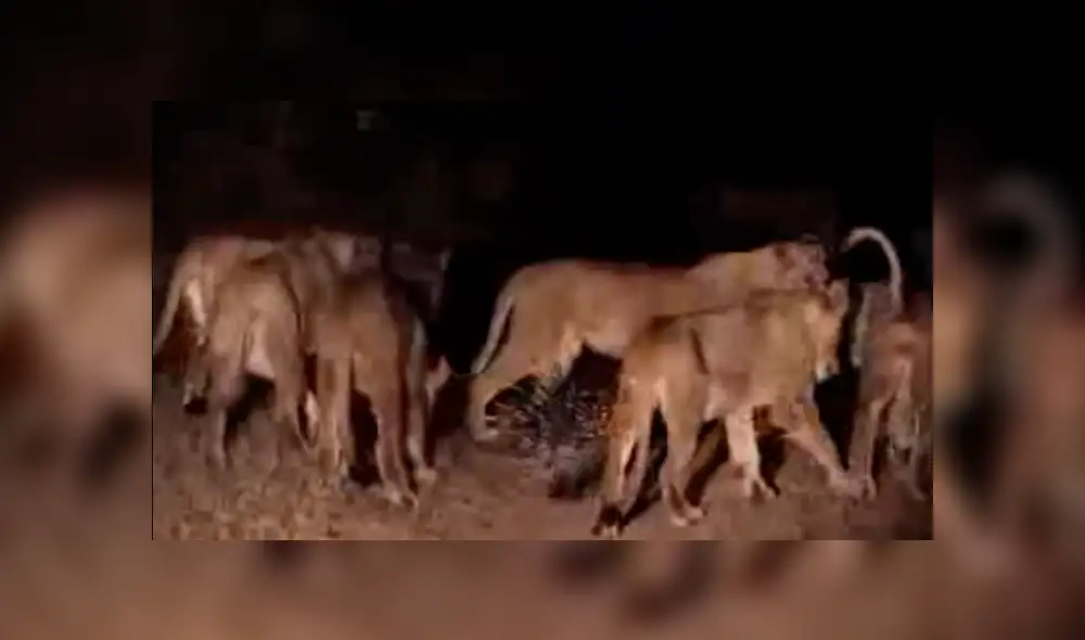 Facebook viral:cámaras registran épica  pelea de puercoespín con hambrientos leones [VIDEO]