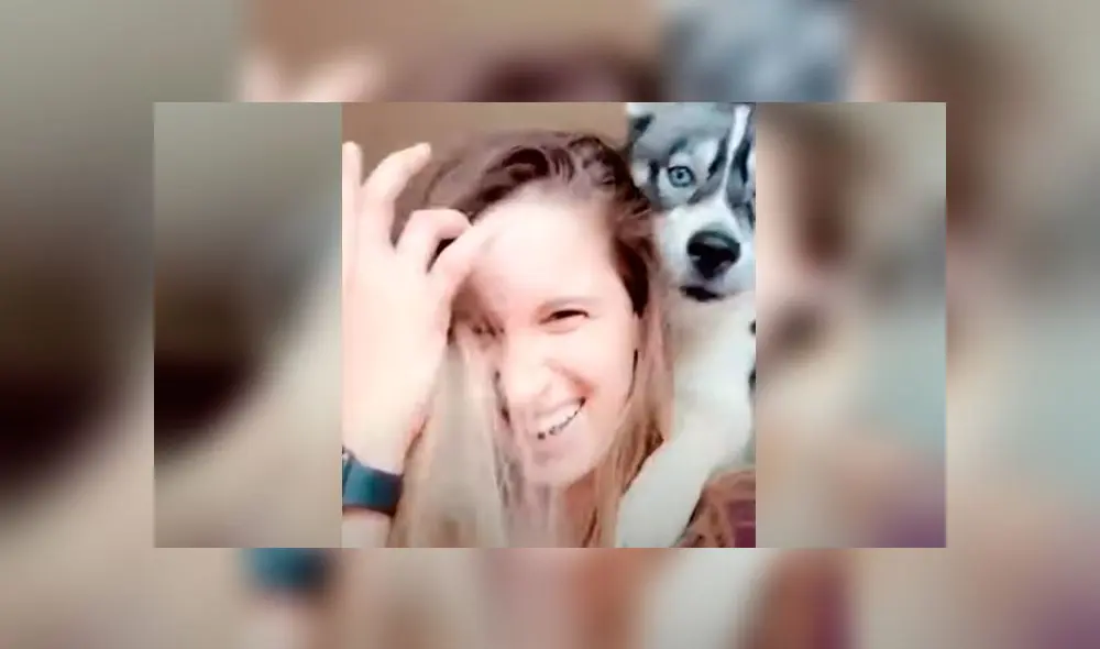 Desliza las imágenes para ver la peculiar reacción que tiene un perro husky siberiano al ve que su dueña quiere tomarse un selfie. Foto: RM Videos Desliza las imágenes para ver la peculiar reacción que tiene un perro husky siberiano al ve que su dueña quiere tomarse un selfie. Foto: RM Videos