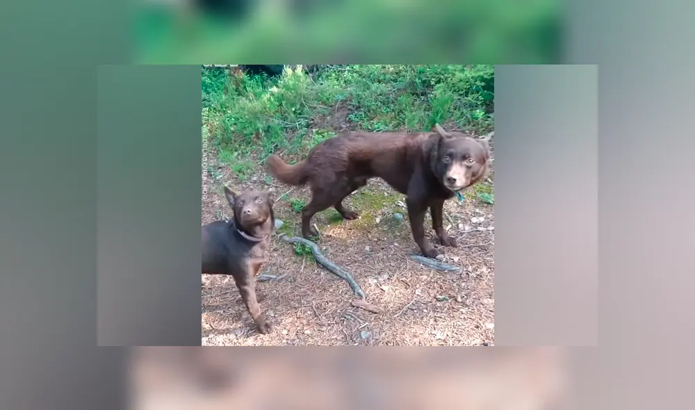 Turista despistado descubre extrañas ‘estatuas’ caninas y queda asustado al conocer la verdad [VIDEO]