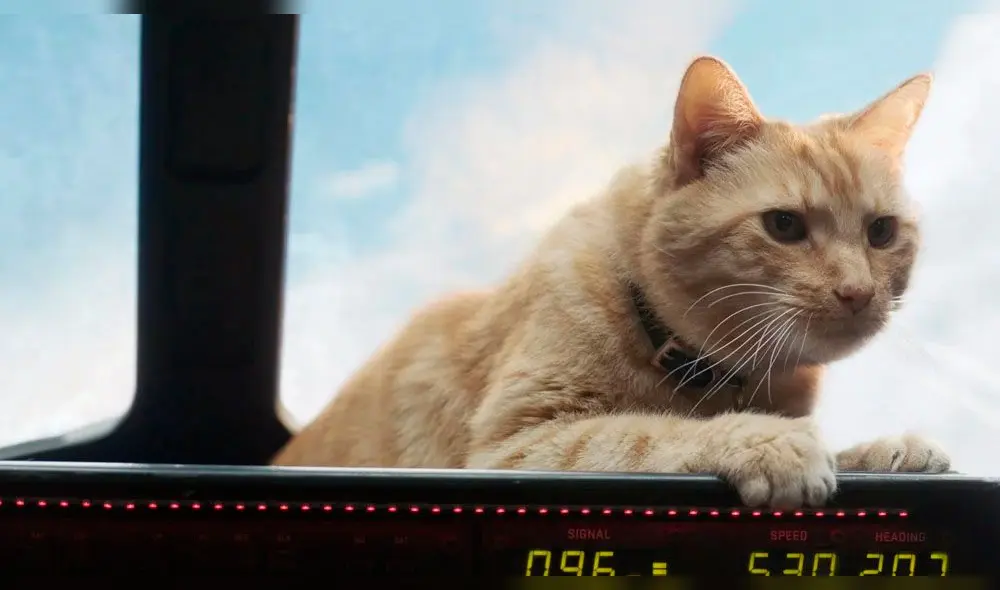 Capitana Marvel: ¿Cuál es el origen de Goose? Conoce todo sobre el famoso gato de Carol Danvers
